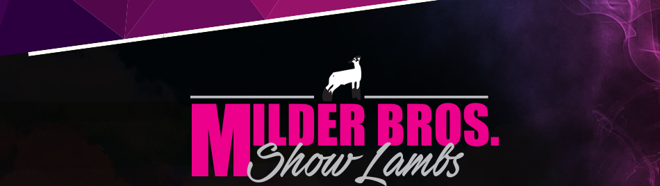 Milder Bros. Show Lambs