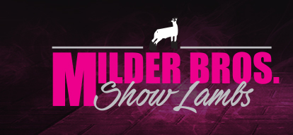 Milder Bros. Show Lambs